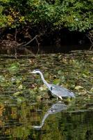 garça cinzenta atravessando um lago à procura de peixes pelos lírios foto