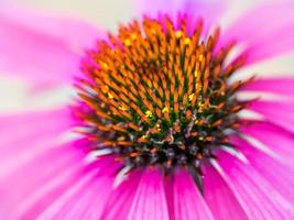 tiro macro de uma cabeça de flor de echinacea rosa foto