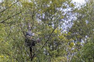 garça cinzenta no ninho na primavera foto