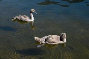 cygnets iluminados ao sol no lago hallstatt foto