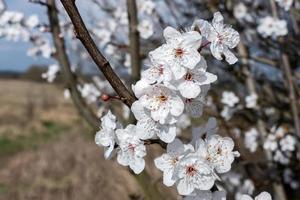 flor de maçã na primavera foto