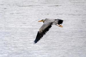 Garça-cinzenta voando sobre águas rasas no riacho restronguet na Cornualha foto