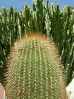 detalhe da planta de gordura de cacto ornamental suculenta foto