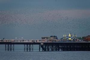 Brighton, East Sussex, Reino Unido. estorninhos sobre o cais em Brighton East Sussex em 26 de janeiro de 2018 foto