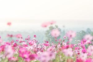 cosmos flores na natureza foto