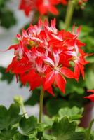 pelargonium - flores de gerânio mostrando seus lindos detalhes de pétalas no jardim foto