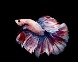 peixe betta multicolorido, peixe-lutador-siamês foto