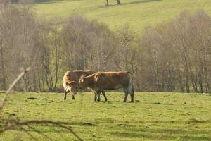 casal de vacas em prados verdes foto