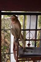 macaco closeup foto premium de alta qualidade