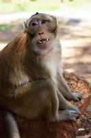 macaco closeup foto premium de alta qualidade