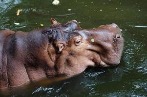 uma foto em close de um hipopótamo