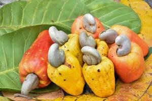 frutos de caju maduros asiáticos pendurados em galhos prontos para serem colhidos pelos agricultores. foco suave e seletivo. foto