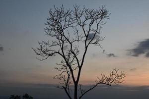 árvores secas contra um cenário de montanha na manhã do dia. foto