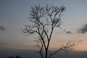 árvores secas contra um cenário de montanha na manhã do dia. foto