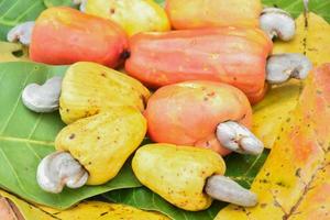 frutos de caju maduros asiáticos pendurados em galhos prontos para serem colhidos pelos agricultores. foco suave e seletivo. foto