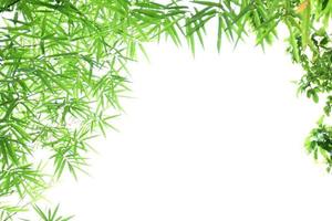 fundo de folhas de bambu fresco e grenn foto