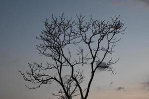 árvores secas contra um cenário de montanha na manhã do dia. foto