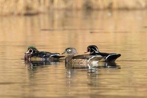 dois machos e um pato de madeira fêmea em uma lagoa. foto