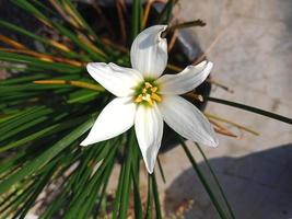 foco foto de flor com um pouco de desfoque