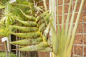 Ravenala é uma planta que parece excelente. como as folhas de palmeira, o caule da bananeira ravenala é uma planta da mesma família da ave do paraíso. foto