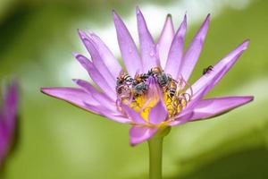 lótus com abelhas foto