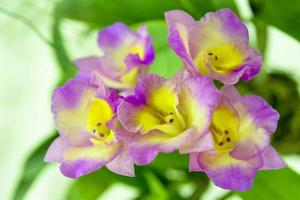 orchidaceae é uma família diversa e difundida de plantas com flores, com flores que são muitas vezes coloridas e muitas vezes perfumadas. foto