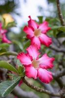 rosa do deserto é uma flores de cores brilhantes. rosas do deserto são flor tailandesa. foto