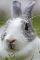 coelhos são pequenos mamíferos. coelho é um nome coloquial para um coelho. foto