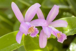cattleya é um gênero de 113 espécies de orquídeas da costa rica e das antilhas ao sul da argentina. foto