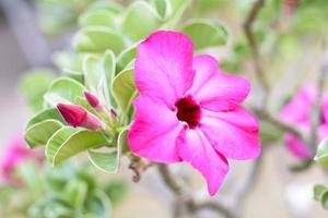 rosa do deserto é uma flores de cores brilhantes. rosas do deserto são flor tailandesa. foto