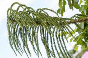 árvore de araucária heterophylla foto