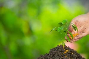 close-up de fertilizar uma planta jovem foto