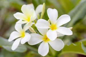 As flores de plumeria são tão bonitas que são populares na Tailândia. foto