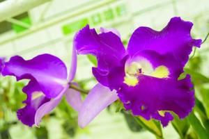 cattleya é um gênero de 113 espécies de orquídeas da costa rica e das antilhas ao sul da argentina. foto