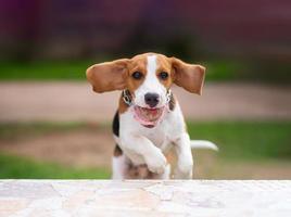 beagle pegar bola velha e pulando na mesa de mármore branca. atividade de cão de conceito beagle. conceito de cão de animais. foto