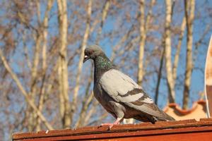 pombo doméstico pássaro animal aka rock pomba columba livia ou rock foto