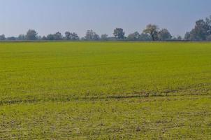 campo cultivado no início da temporada de outono foto