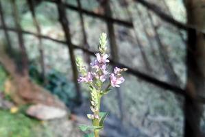 flor de cerejeira em uma árvore foto