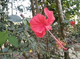 flor de hibisco vermelho foto