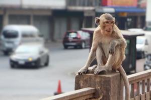 macaco está sentado em um poste de concreto na cidade de lop buri, tailândia. foto