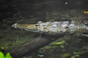 animal réptil crocodilo foto