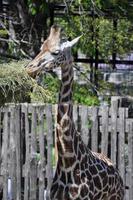 girafa, girafa camelopardalis reino animalia, filo cordato foto