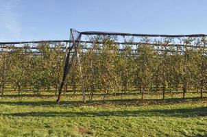 plantação de kiwi com muitas árvores frutíferas foto