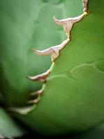 close-up de planta suculenta, detalhe de folhas frescas de agave titanota nobreza foto