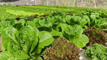 alface verde fresca ou cos crescendo em fazenda de salada de legumes hidropônicos. foto