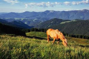 cavalos no prado nas montanhas. Cárpatos, Ucrânia, Europa foto