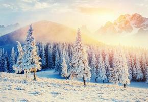 árvore mágica coberta de neve de inverno. pôr do sol nos Cárpatos. Reino Unido foto