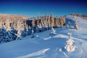 árvore mágica coberta de neve de inverno. Cárpatos, Ucrânia, Europa. foto