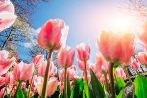 grupo de tulipas cor de rosa. paisagem de primavera. Sicília. Itália. Europa foto