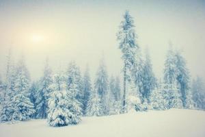 árvores de paisagem de inverno na geada e neblina foto